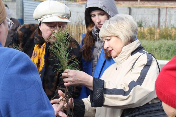 Барнаульцам бесплатно раздадут саженцы хвойных деревьев