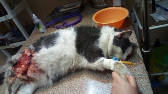 В Барнауле живодер душил раненого кота мешком с ацетоном