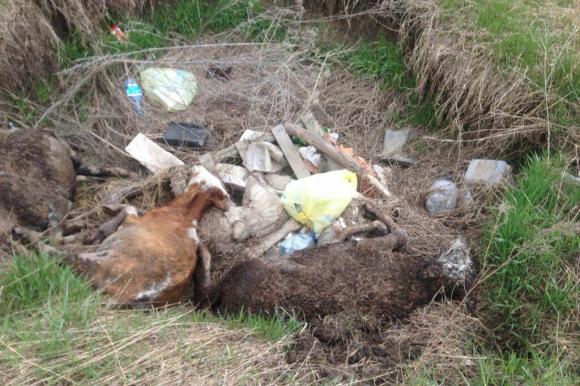 Жители Фирсово обнаружили яму с мертвыми телятами
