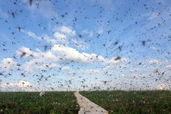 Мерзкий писк: в Воронежской области животные гибнут от полчищ комаров