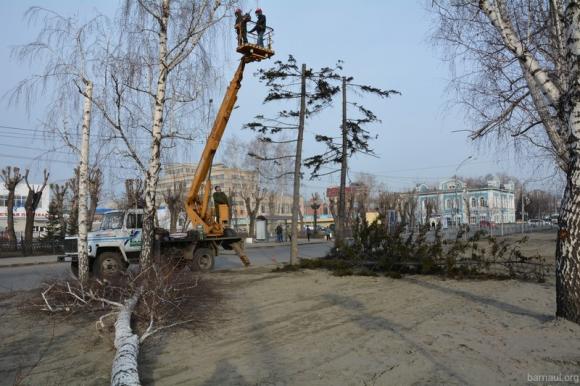 В Барнауле вновь намерены снести более тысячи деревьев