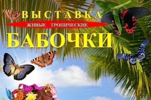 Барнаульцев приглашают посмотреть на удивительных бабочек из разных уголков мира