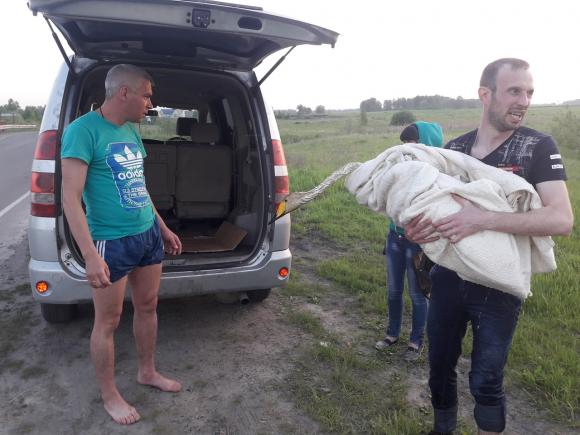 Волонтер рассказала, как чувствуют себя спасенные лебеди