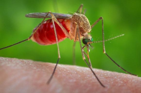 На Алтае появились комары-переносчики опасных заболеваний