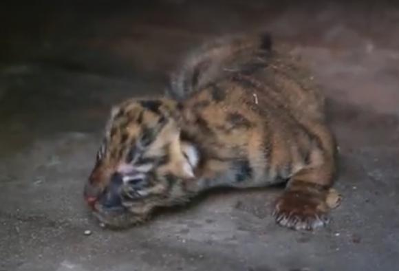 Барнаульский зоопарк показал новорожденных тигрят (видео)