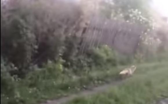На Змеиногорском тракте сбили оленя и видели лису (видео)
