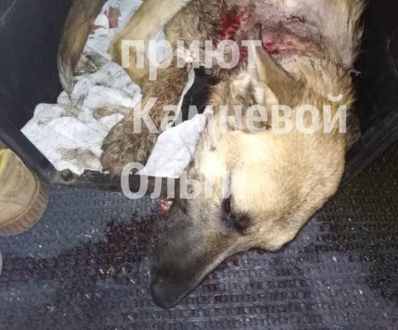 В Новоалтайске неизвестный изрезал ножом бездомную собаку (видео)
