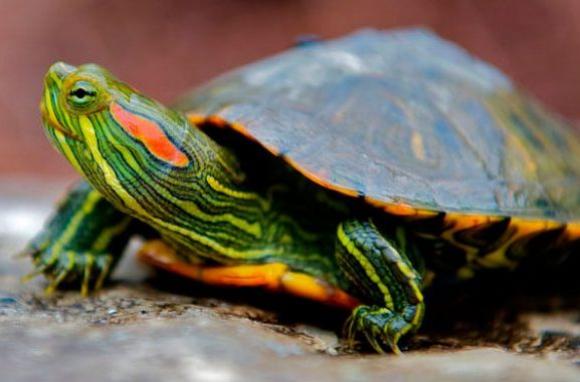 Барнаульский зоопарк раздает подброшенных черепах
