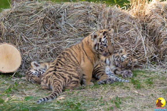 Барнаульский зоопарк вновь устроит фотосессию с тигрятами