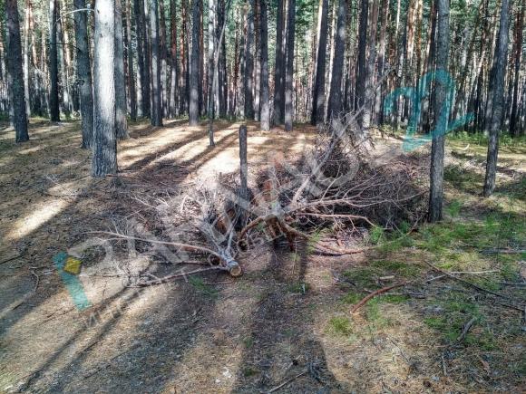 Свалку лузги в ленточном бору устроил нечестный сотрудник (фото)