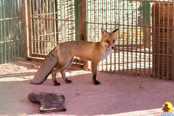 В барнаульском зоопарке поселилась новая лисичка (фото)
