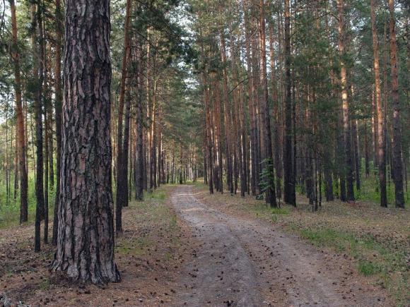 Жильцы нагорной части отстаивают участок ленточного бора