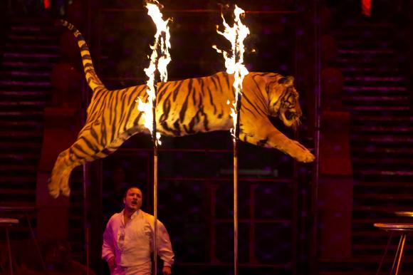 В России просят запретить диких животных в цирках