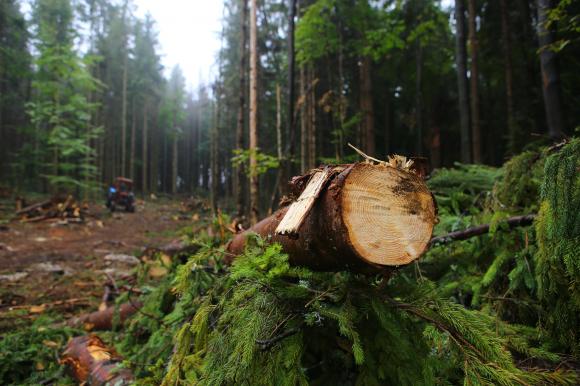 Барнаульцев зовут на митинг против вырубки алтайского леса