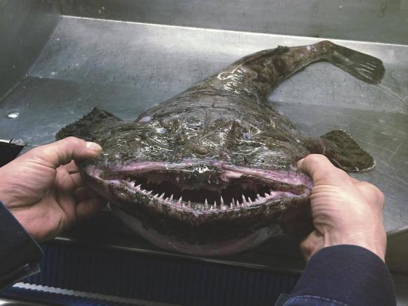 Российский рыбак  выкладывает в Сеть фото монстров из океана (фото)