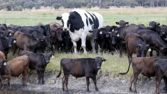 В Австралии проживает бык-гигант