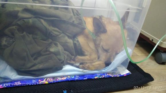 Во Власихе в мусорном баке нашли собаку с проломленным черепом