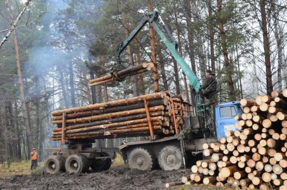 Алтайские лесоводы грозятся выйти на митинги против перевода ленточных боров 