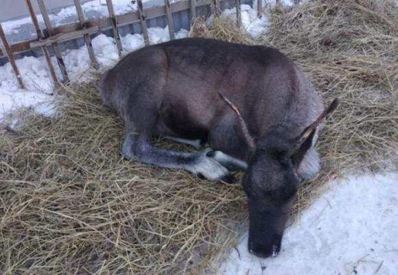 Дальнобойщики подобрали на трассе раненого оленя - в Барнауле его будут выхаживать