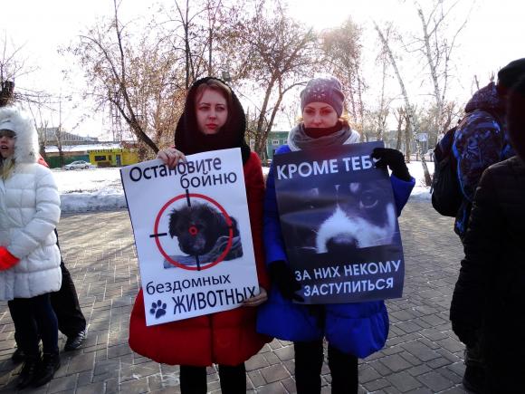 В Барнауле может развернуться кампания по убийству 3175 бездомных собак