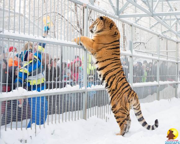 В барнаульском зоопарке прошел веселый морозный праздник (фото)