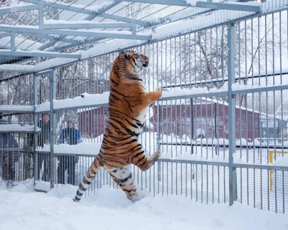 Барнаульский зоопарк снизил стоимость посещения (фото и видео)