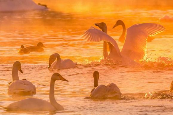 В Алтайском крае осталось зимовать рекордное количество лебедей-кликунов