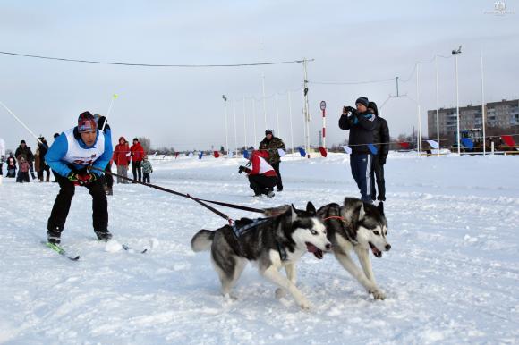 На ипподроме пройдут гонки лыжников с собаками 