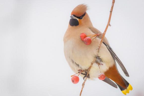 Барнаульские орнитологи просят подкармливать птиц