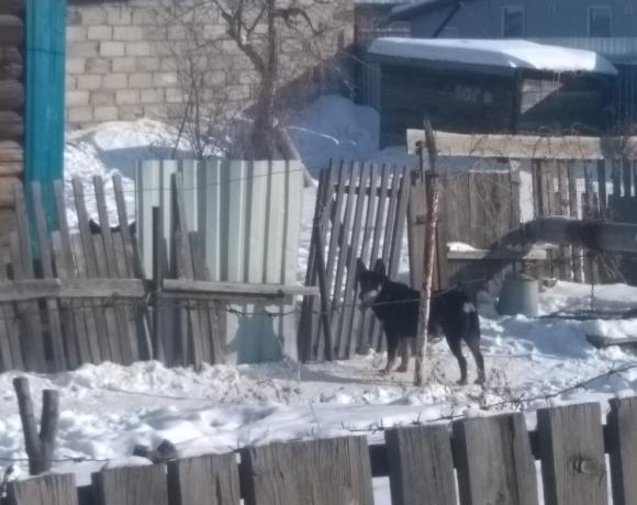 В Рубцовске свора собак накинулась на женщину
