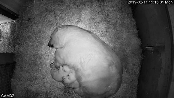В Новосибирском зоопарке родились белые медвежата (фото и видео)