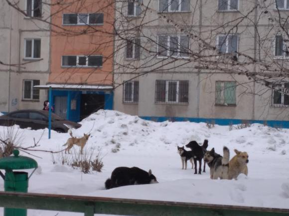 Алтайская полиция сможет составлять протоколы за ненадлежащий выгул собак