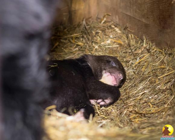 Прекрасные новости из барнаульского зоопарка - родились гималайские медвежата (фото и видео)