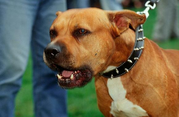 МВД составило список потенциально опасных пород собак