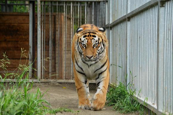 Багира из барнаульского зоопарка оказалась не амурским тигром