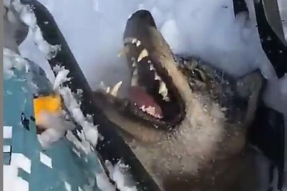Житель Новоалтайска наехал снегоходом на волка и снял жестокость на видео