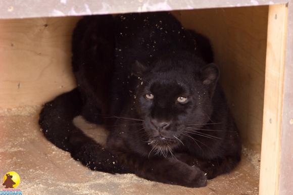 В барнаульском зоопарке появилась черная пантера