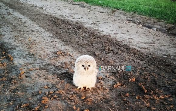 Жительница Алтайского края нашла на дороге маленького совенка