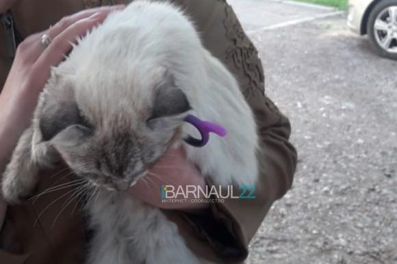 Барнаулец снял с дерева кошку, которая едва не задушилась (фото и видео)