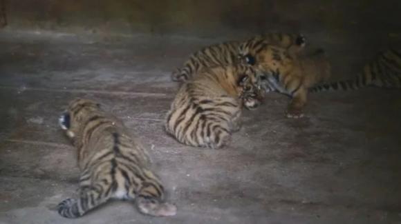Барнаульский зоопарк прислушался к мнению горожан и передумал отдавать тигрят и львят в цирк (видео)