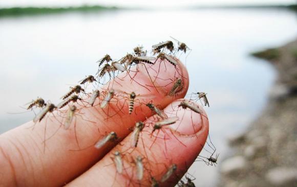 В крае растет численность комаров - но скоро их будет еще больше