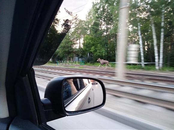 По Змеиногорскому тракту бегали два лося (фото)