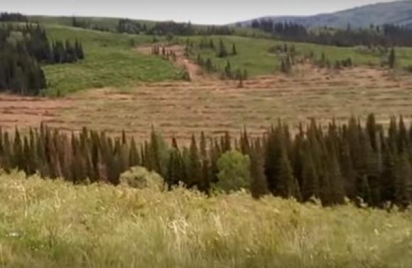 Алтайскому краю выделено 245 млн рублей на восстановление лесов