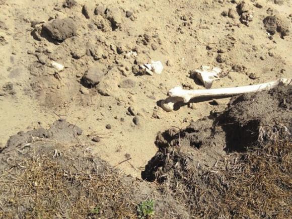 В алтайском селе на берегу озера нашли обезглавленные скелеты