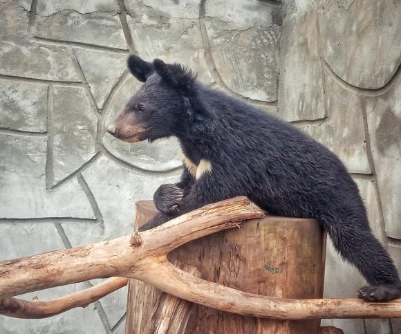 Малышка-медвежонок из барнаульского зоопарка уехала жить в Калугу (фото)
