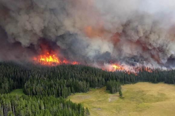 300 лет: доктор биологических наук рассказала о восстановлении леса после пожаров
