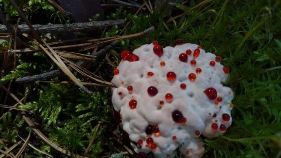 В лесу Новосибирской области нашли кровавый гриб