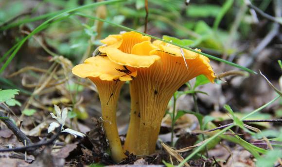 Из-за смога и гари грибы на Алтае могут быть токсичными