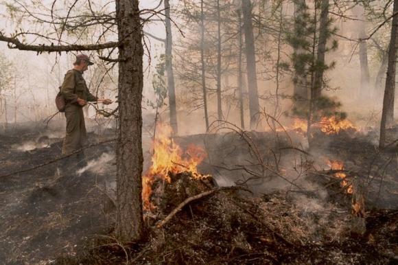 Генпрокуратура: региональные власти искажали данные по лесным пожарам в Сибири