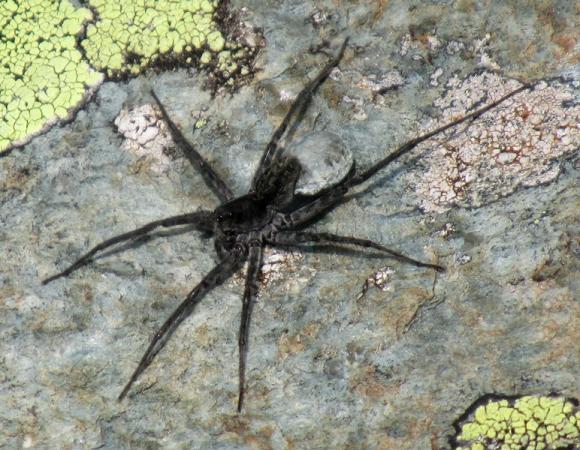 В Алтайском крае обнаружили неизвестный науке вид паука